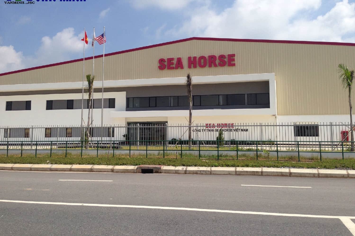 sea horse Việt nam
